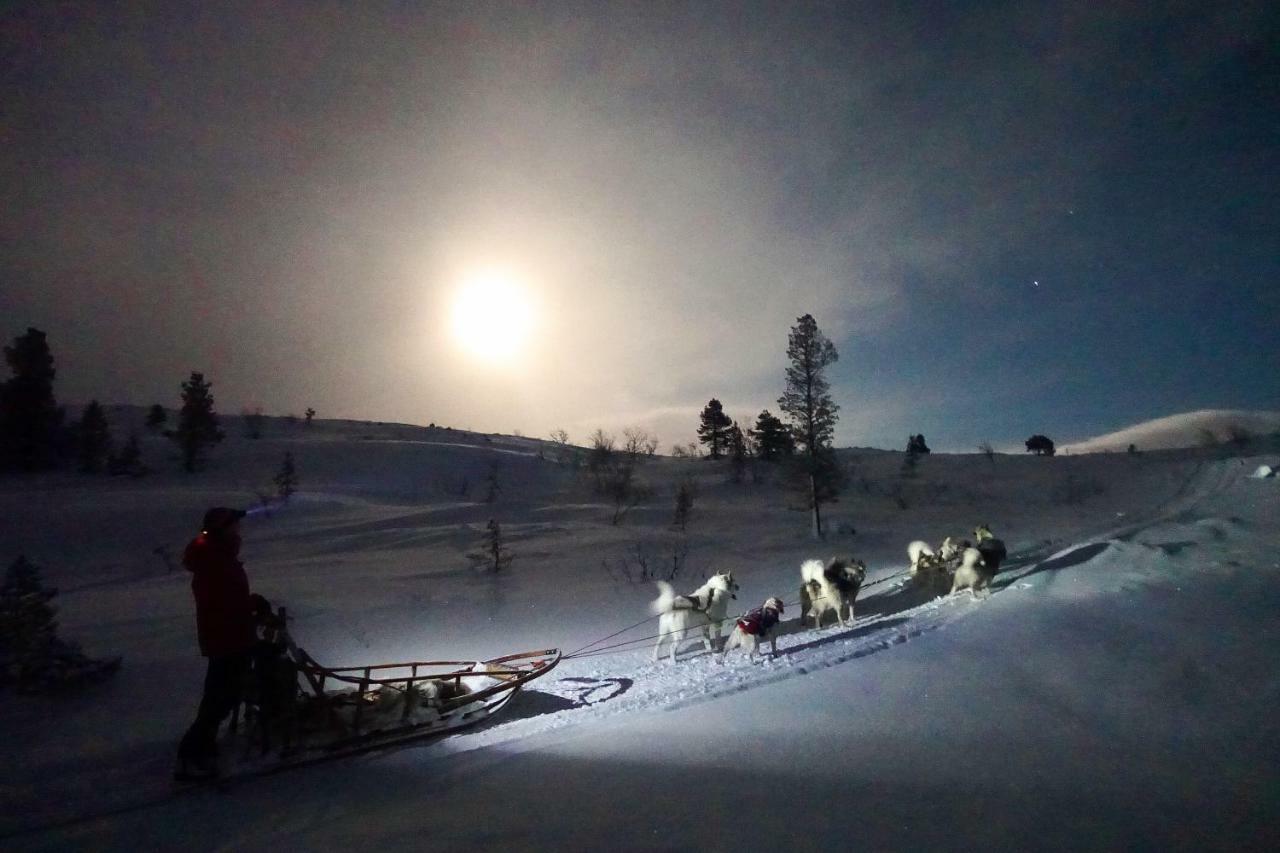 Wild Caribou'S Wildwood Cabin Lakselv Bagian luar foto